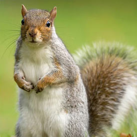 Squirrel Removal and Control
