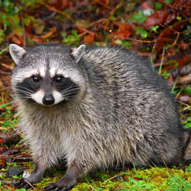 Raccoon Control & Removal