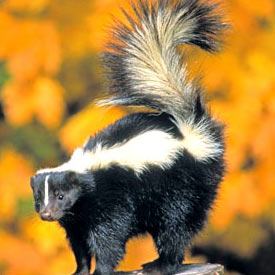 Skunk Removal & Treatment